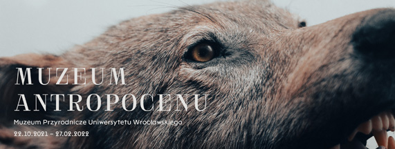 Jeleń olbrzymi (Megaloceros giganteus) - szkielet