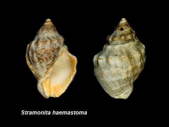Stramonita haemastoma